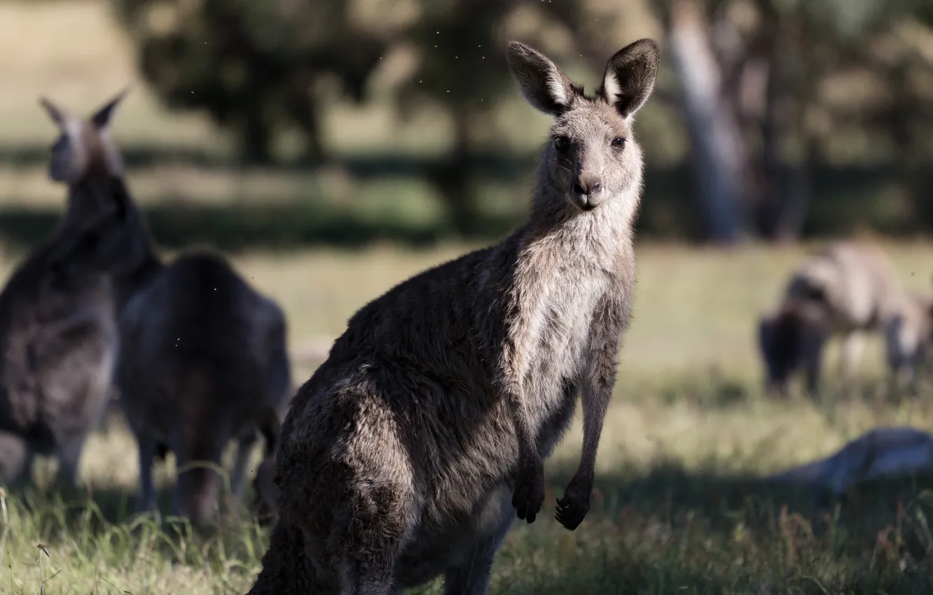 Photo wallpaper grass, trees, Australia, kangaroo, Savannah, looks