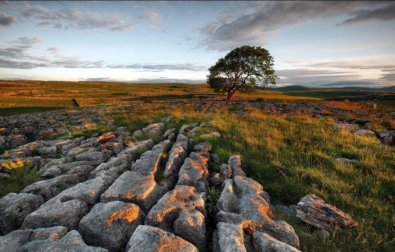 Photo wallpaper field, landscape, sunset, stones, tree