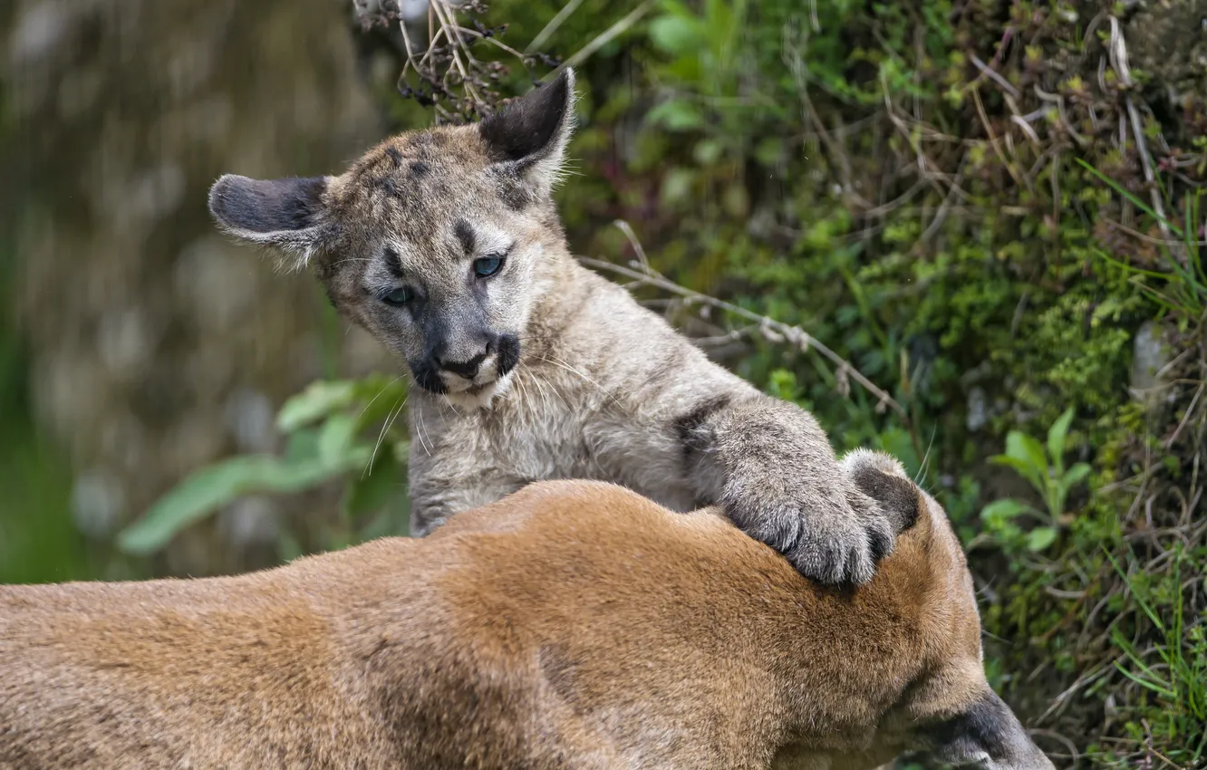 Photo wallpaper cat, the game, cub, kitty, Puma, mountain lion, Cougar, ©Tambako The Jaguar