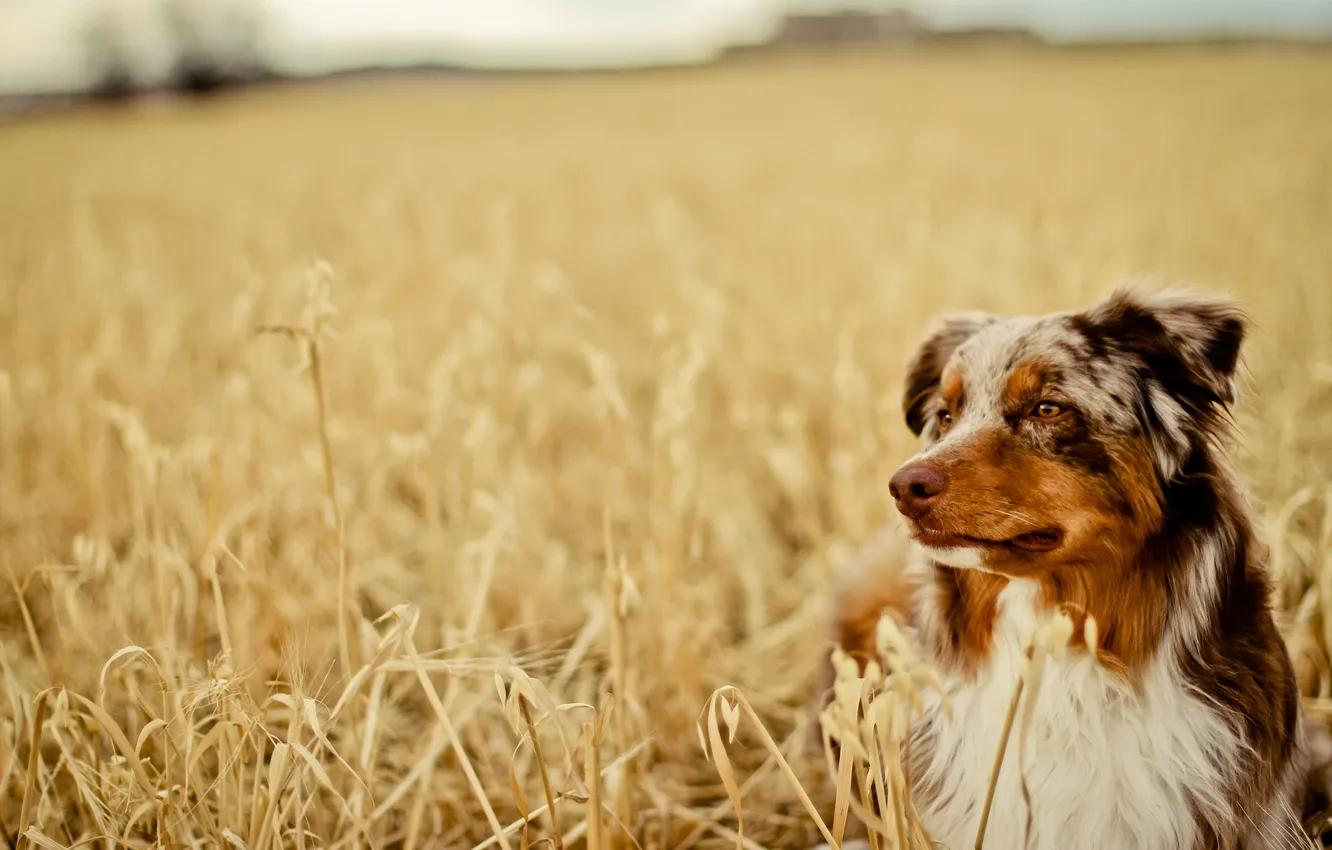 Photo wallpaper look, each, dog