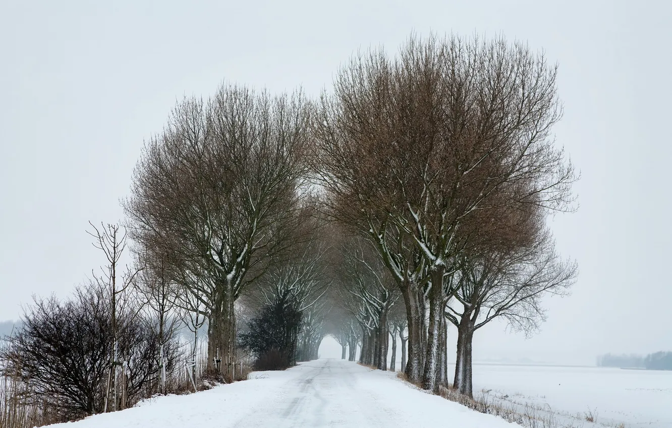 Photo wallpaper winter, road, snow, trees