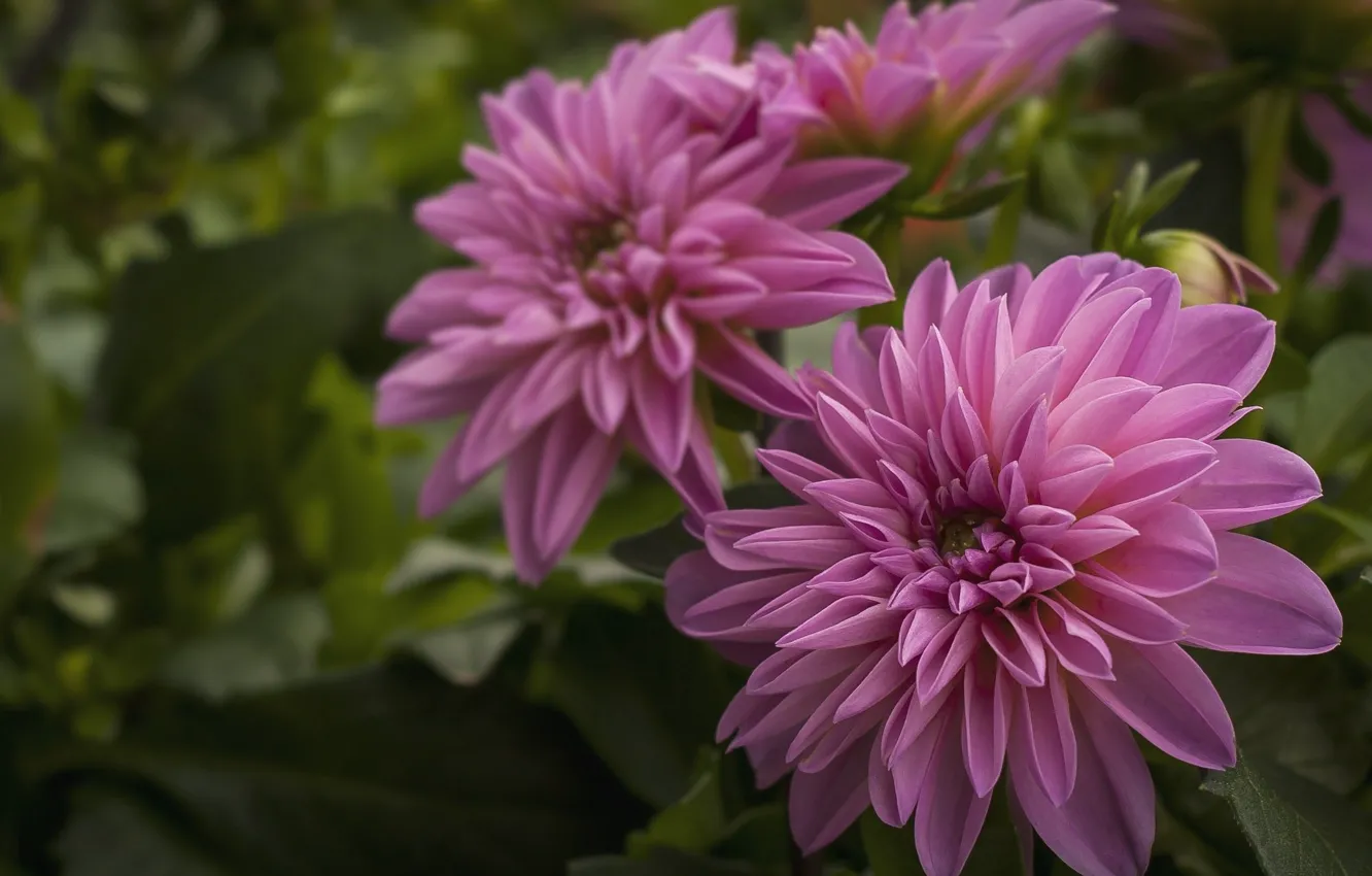 Photo wallpaper background, flowerbed, dahlias