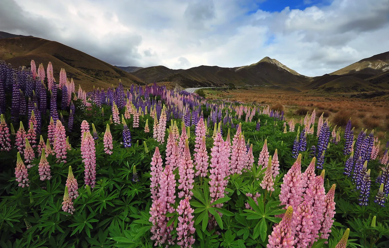 Photo wallpaper mountains, meadow, Lupin