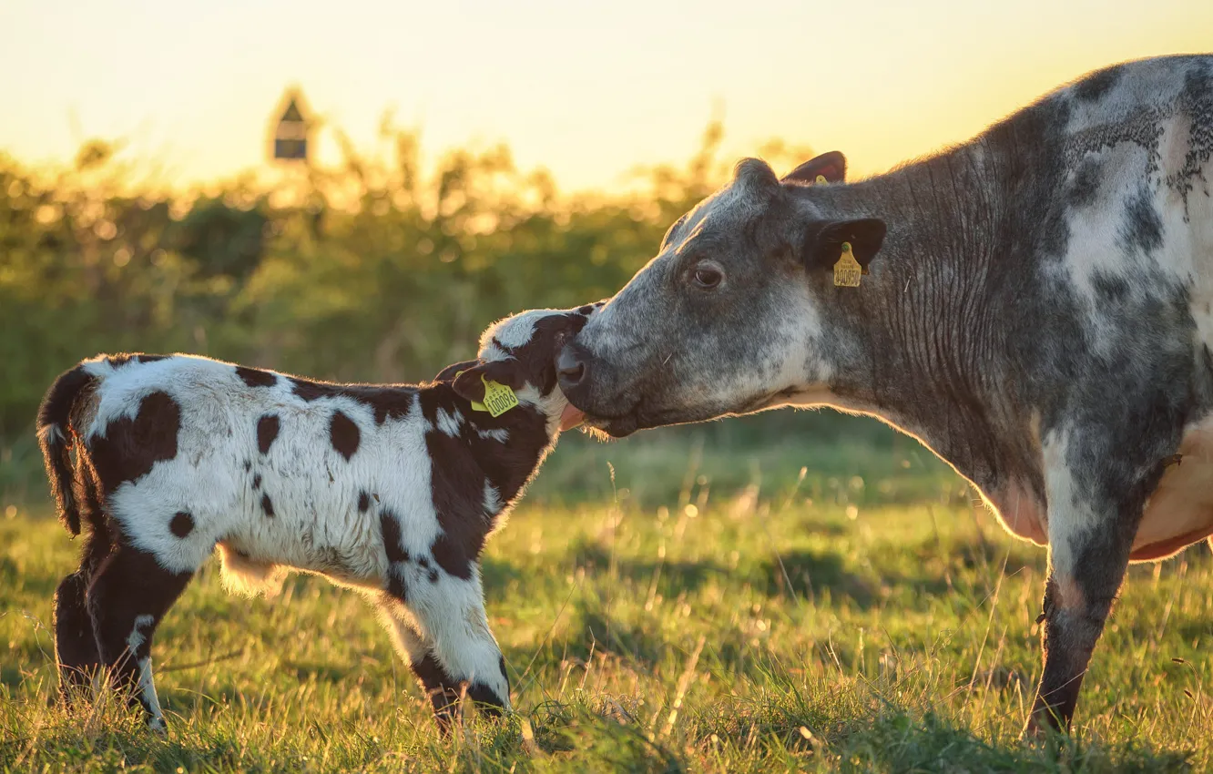 Photo wallpaper field, language, face, light, pose, cows, pair, weasel