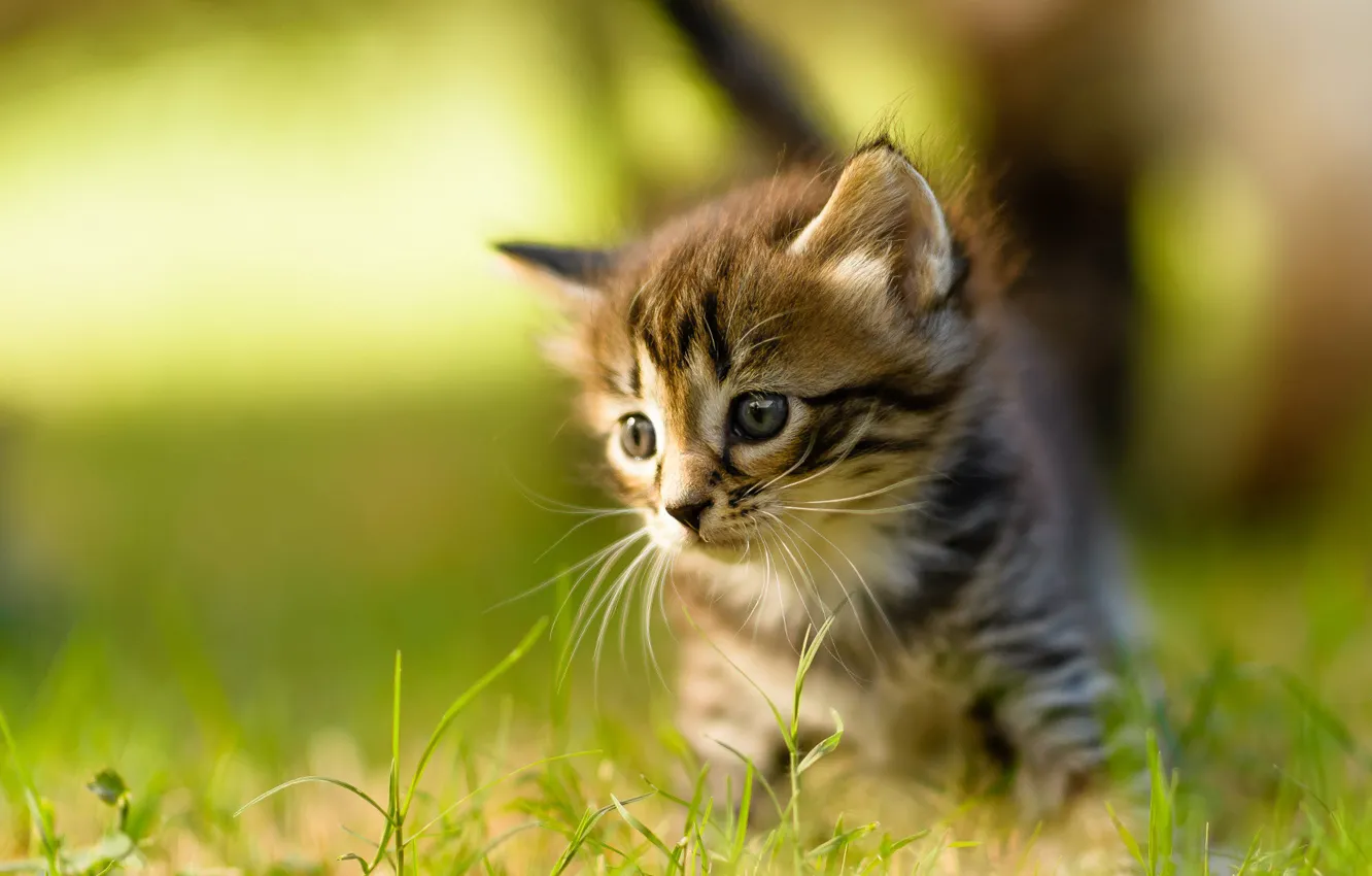 Photo wallpaper cat, summer, grass, mustache, look, light, nature, pose