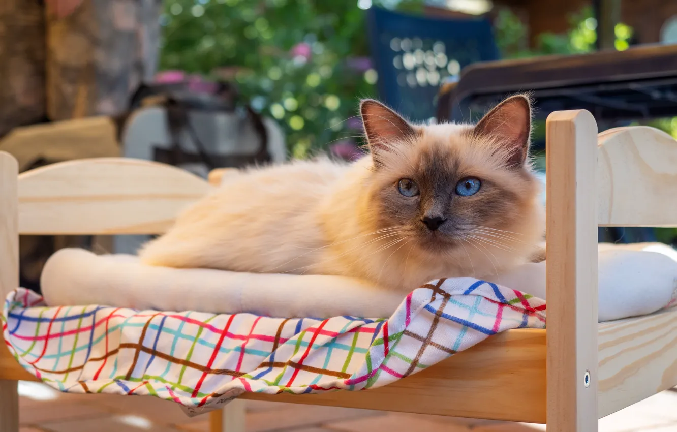 Photo wallpaper cat, cat, look, pose, home, garden, muzzle, yard