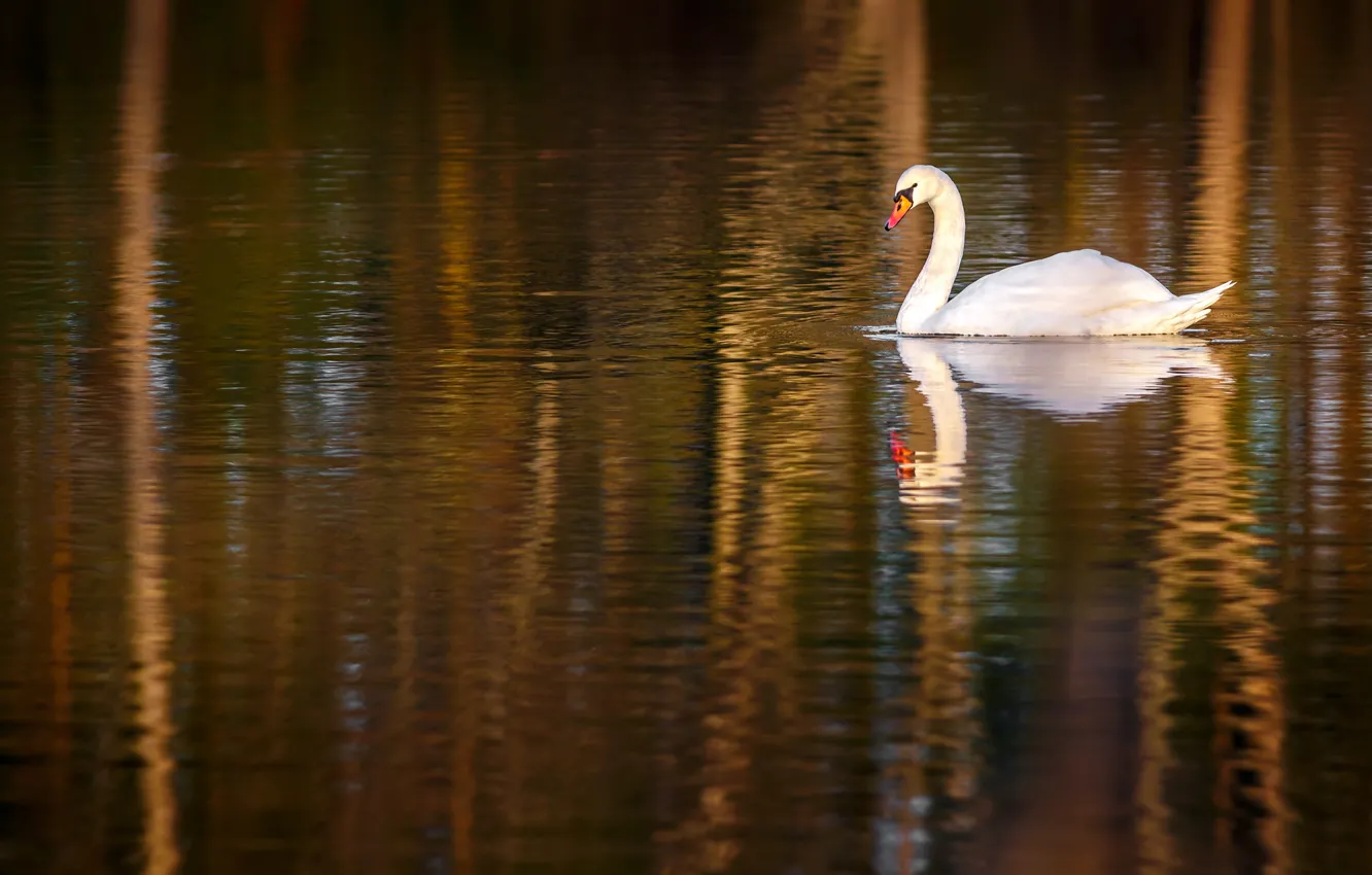 Photo wallpaper white, water, reflection, bird, swans, pond, swimming