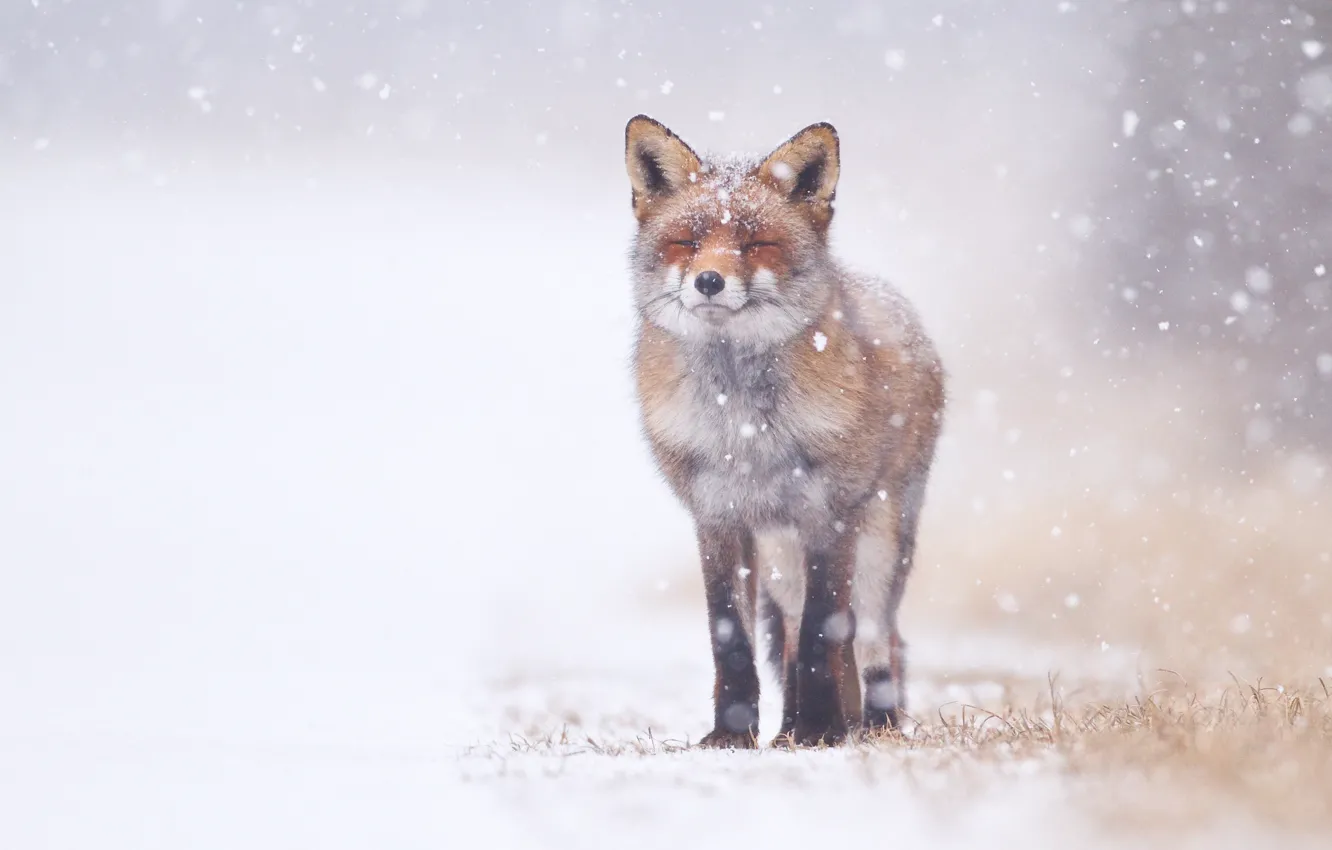 Photo wallpaper snow, Fox, squints