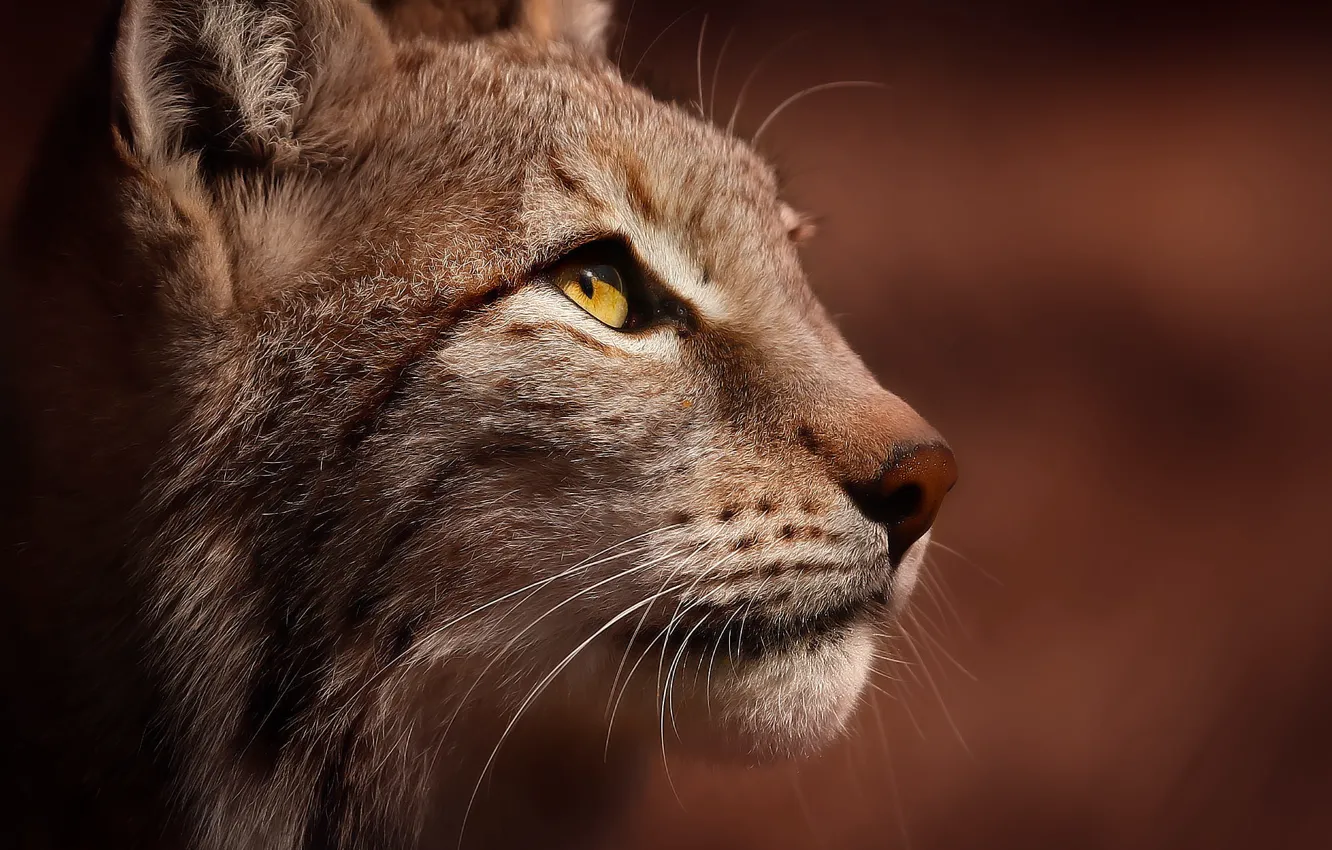 Photo wallpaper face, lynx, Lynx