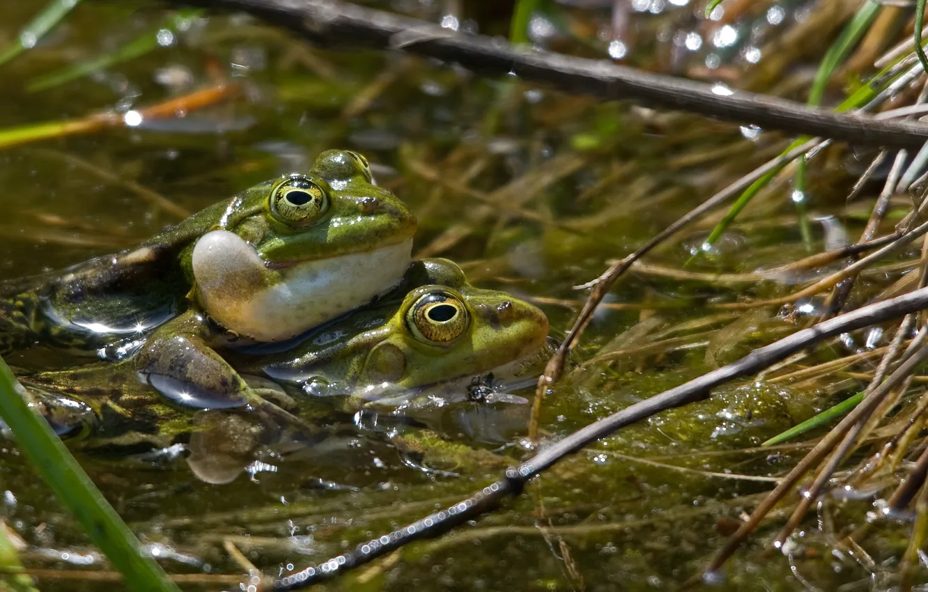 Photo wallpaper water, swamp, frog