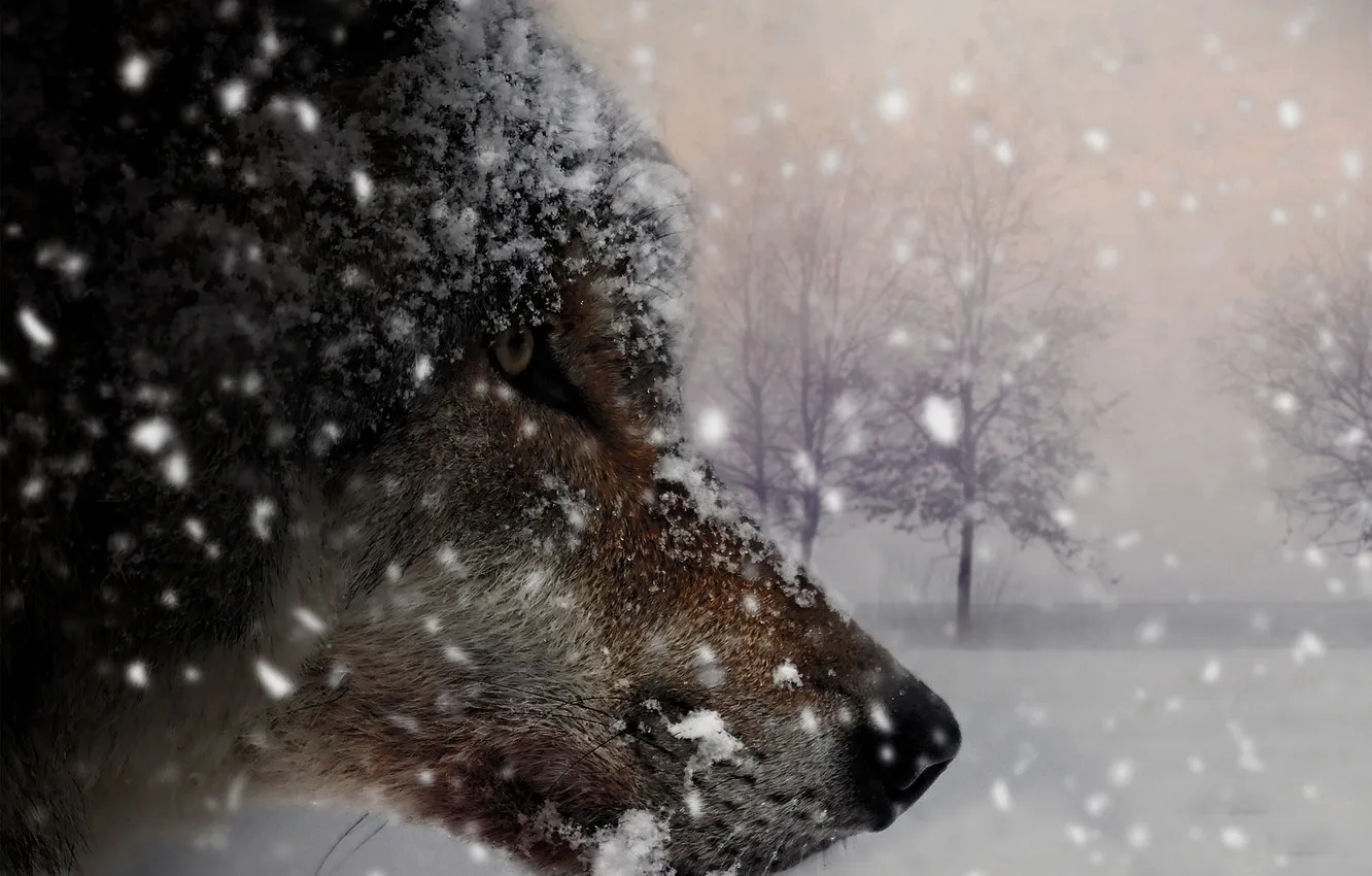 Photo wallpaper nature, snow, predator, face, animal, wolf, wolves, wildlife