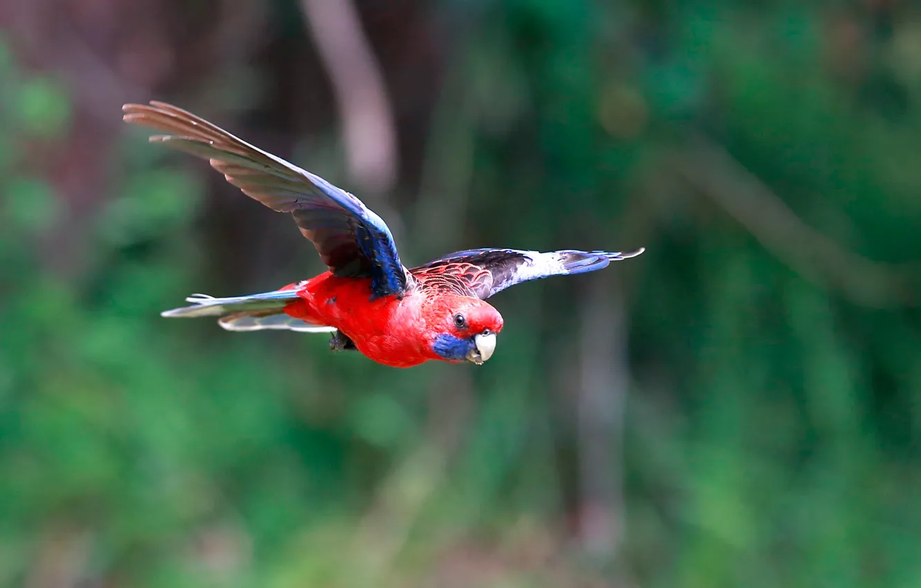 Photo wallpaper bird, parrot, flight