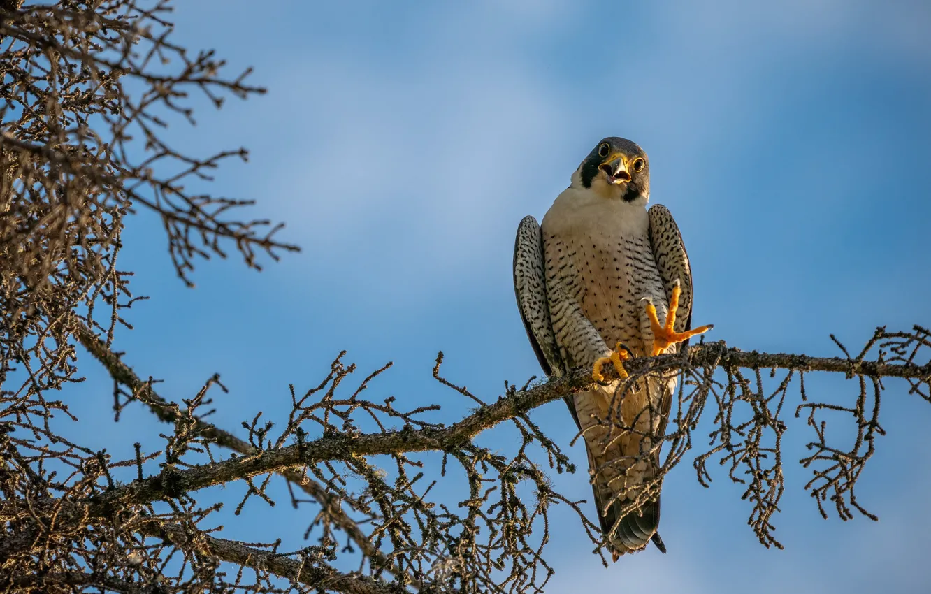 Photo wallpaper light, branches, pose, tree, bird, paws, claws, Falcon