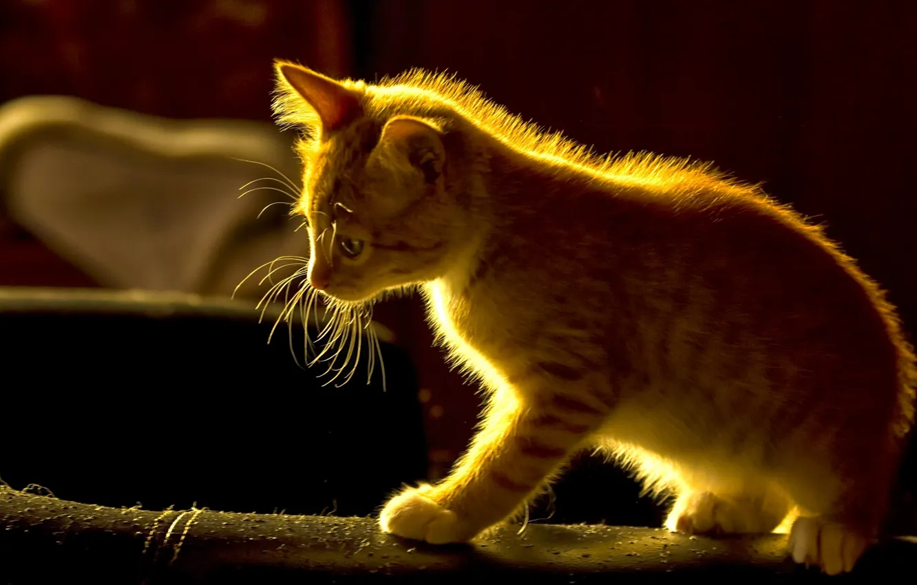 Photo wallpaper red, kitty, ginger kitten