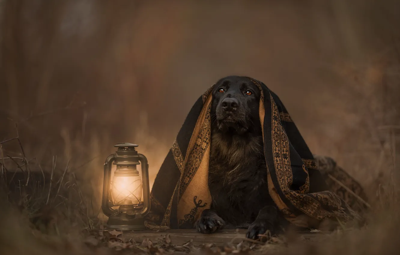 Photo wallpaper look, light, nature, black, dog, blanket, lights, lies