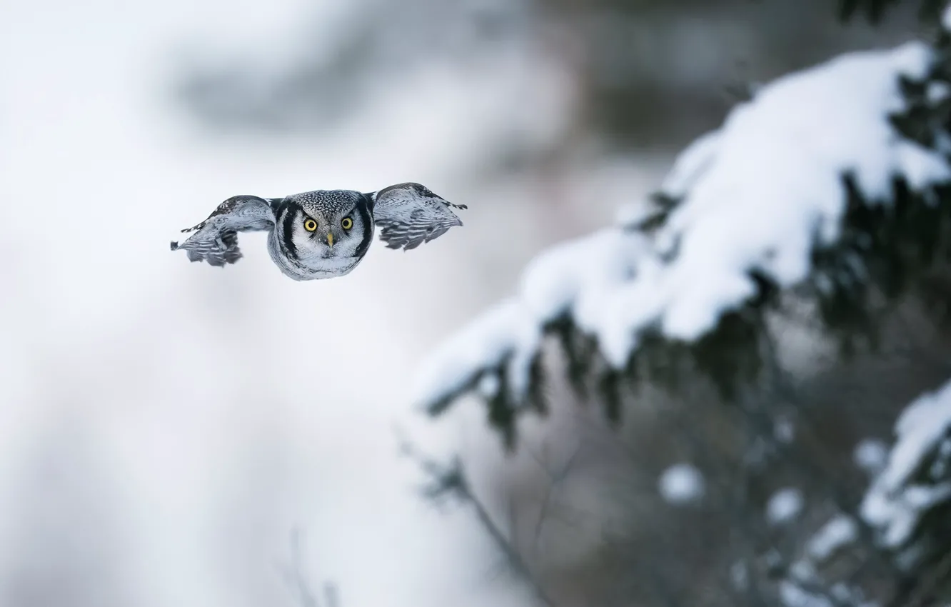 Photo wallpaper winter, look, snow, flight, branches, nature, owl, bird