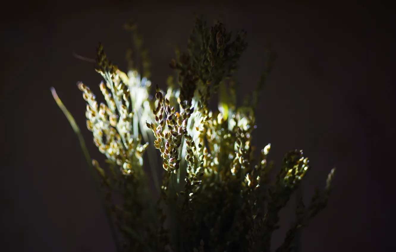 Photo wallpaper light, background, the dried flowers
