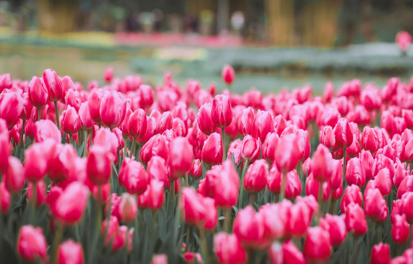 Photo wallpaper flowers, blur, spring, tulips, pink, buds, flowerbed, a lot