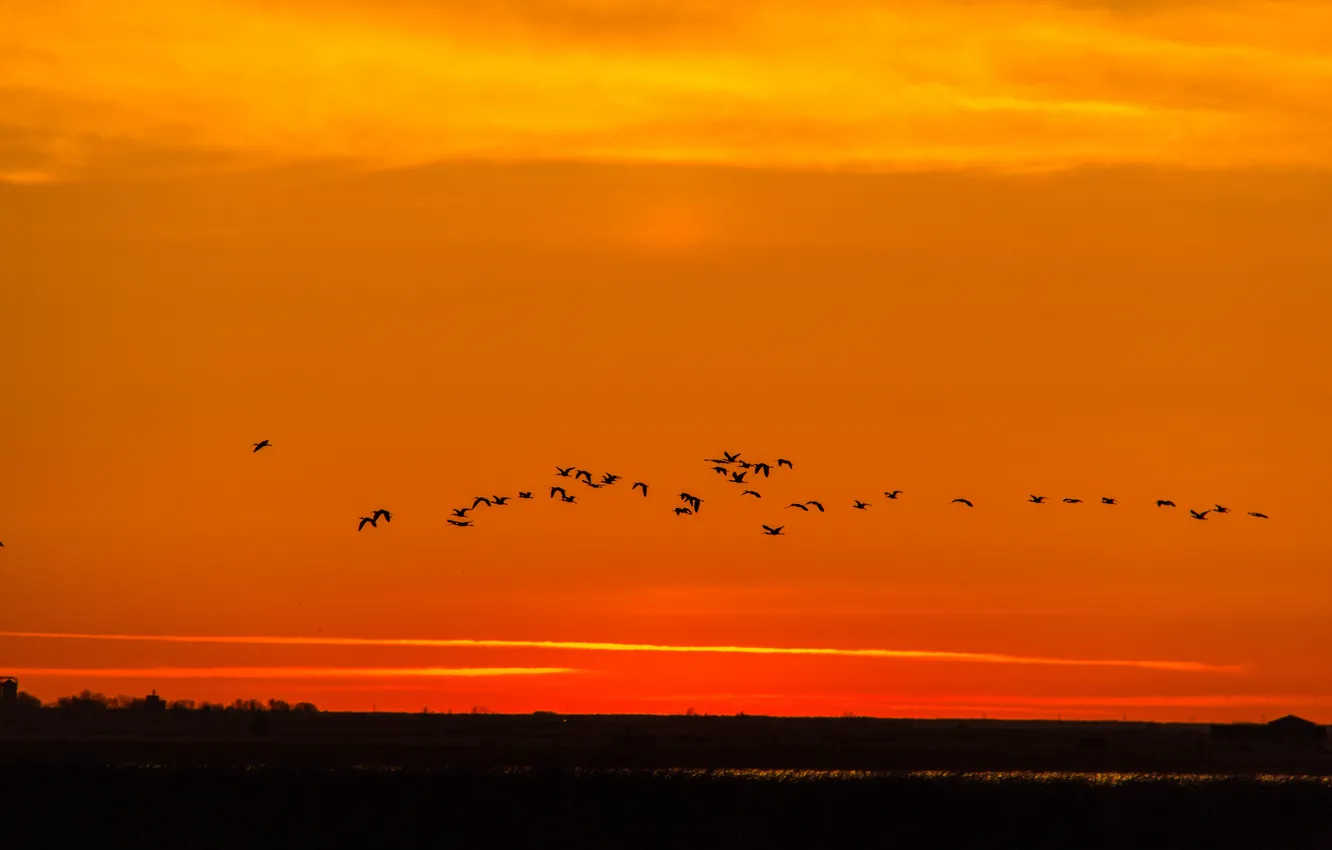 Photo wallpaper duck, sunrise, orange sky, wildlife
