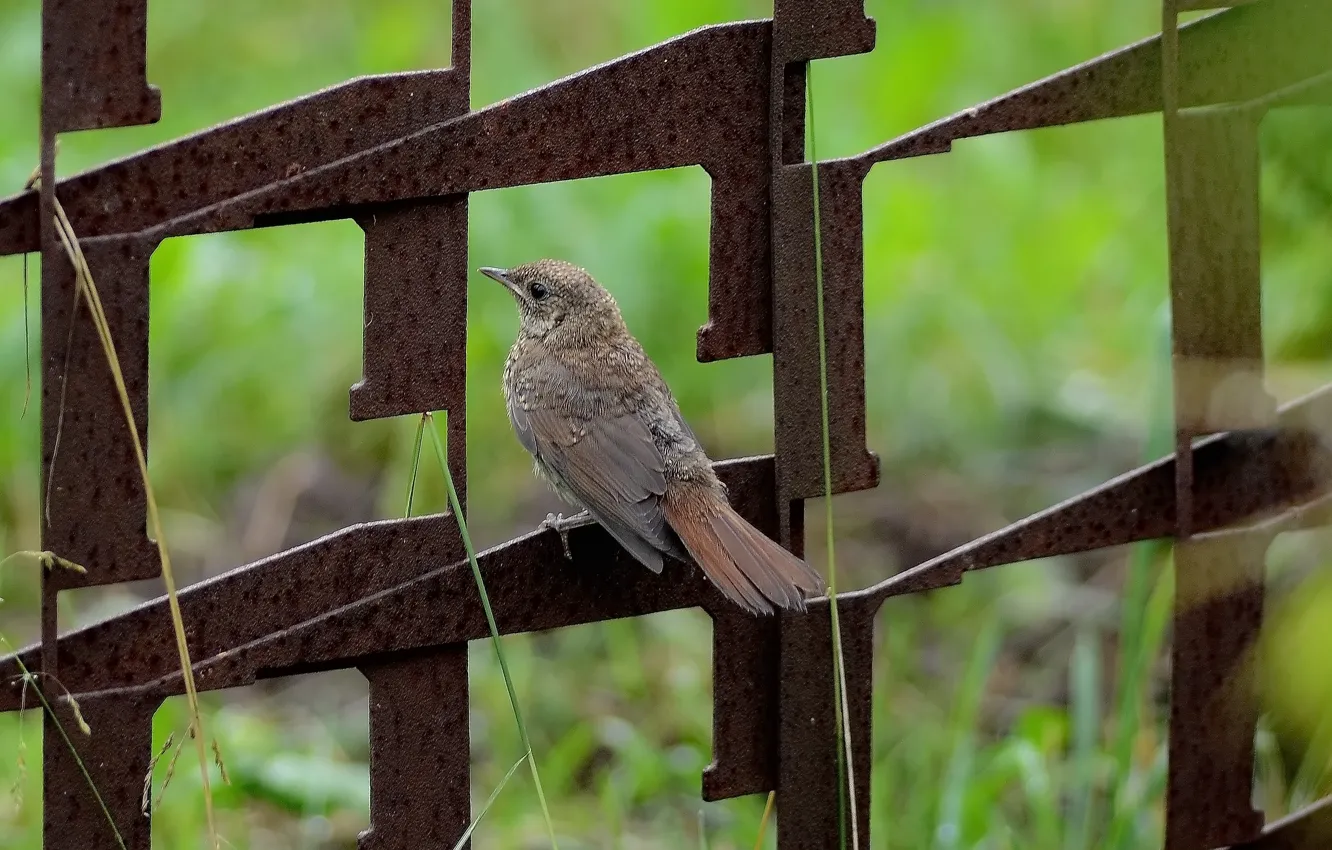Photo wallpaper bird, the fence, sitting, Redstart
