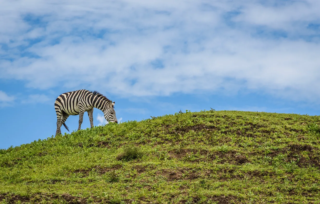 Photo wallpaper nature, meadow, Zebra, weed, Animal, Whale