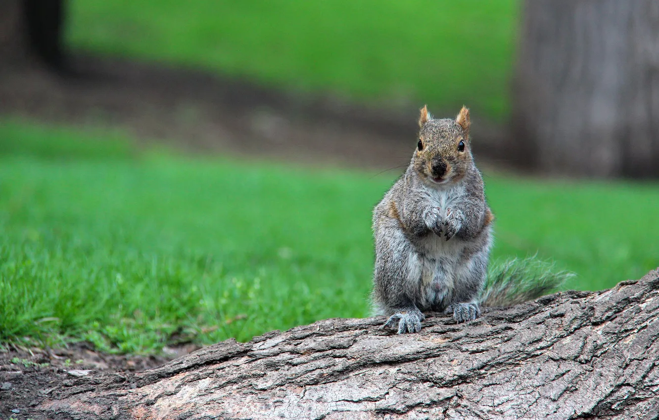 Photo wallpaper grass, trees, nature, blur, protein