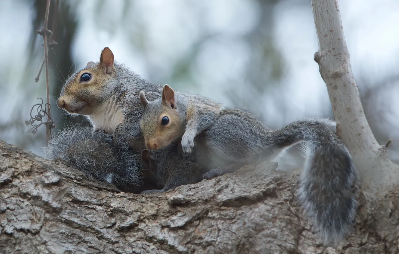 Photo wallpaper nature, background, proteins