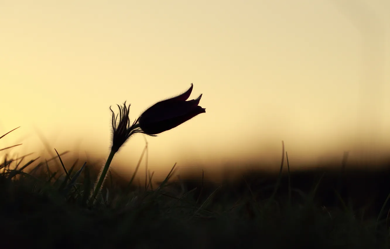 Photo wallpaper macro, light, flowers, nature