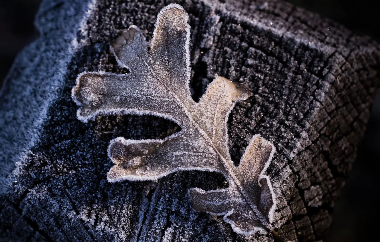 Photo wallpaper frost, leaves, macro, snowflakes, leaf, sheets