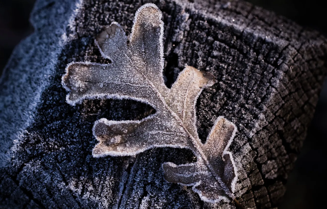 Photo wallpaper frost, leaves, macro, snowflakes, leaf