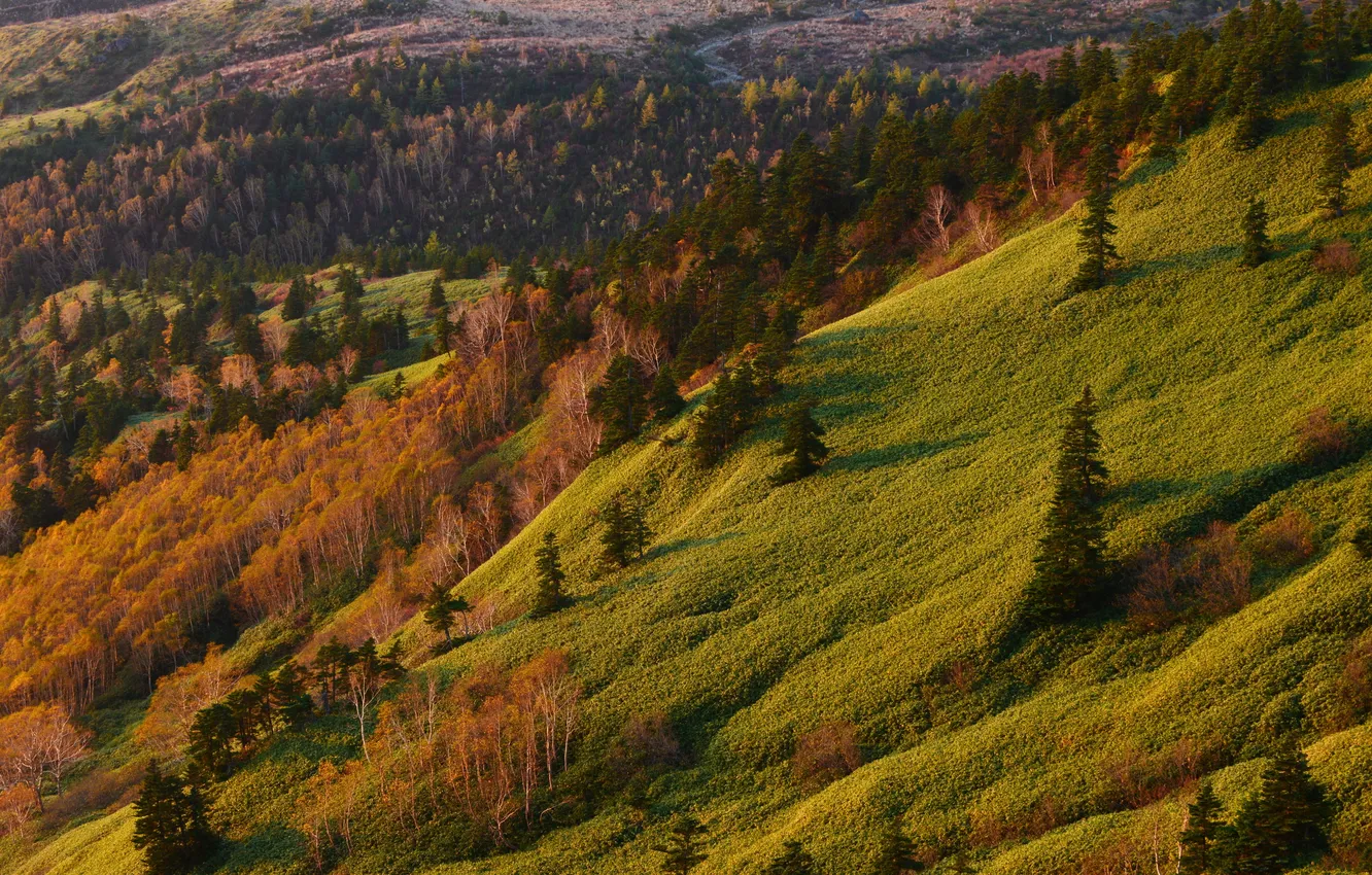 Photo wallpaper grass, landscape, nature, photo, mountain, spruce, slope