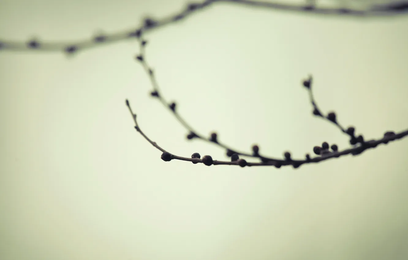 Photo wallpaper macro, background, branch, blur, kidney