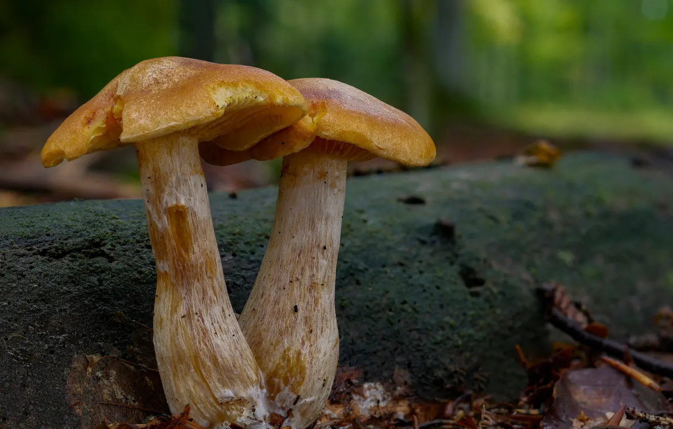 Photo wallpaper autumn, nature, background, mushrooms, pair, Beat Buetikofer
