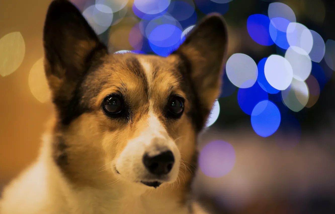 Photo wallpaper look, each, Bokeh Dog