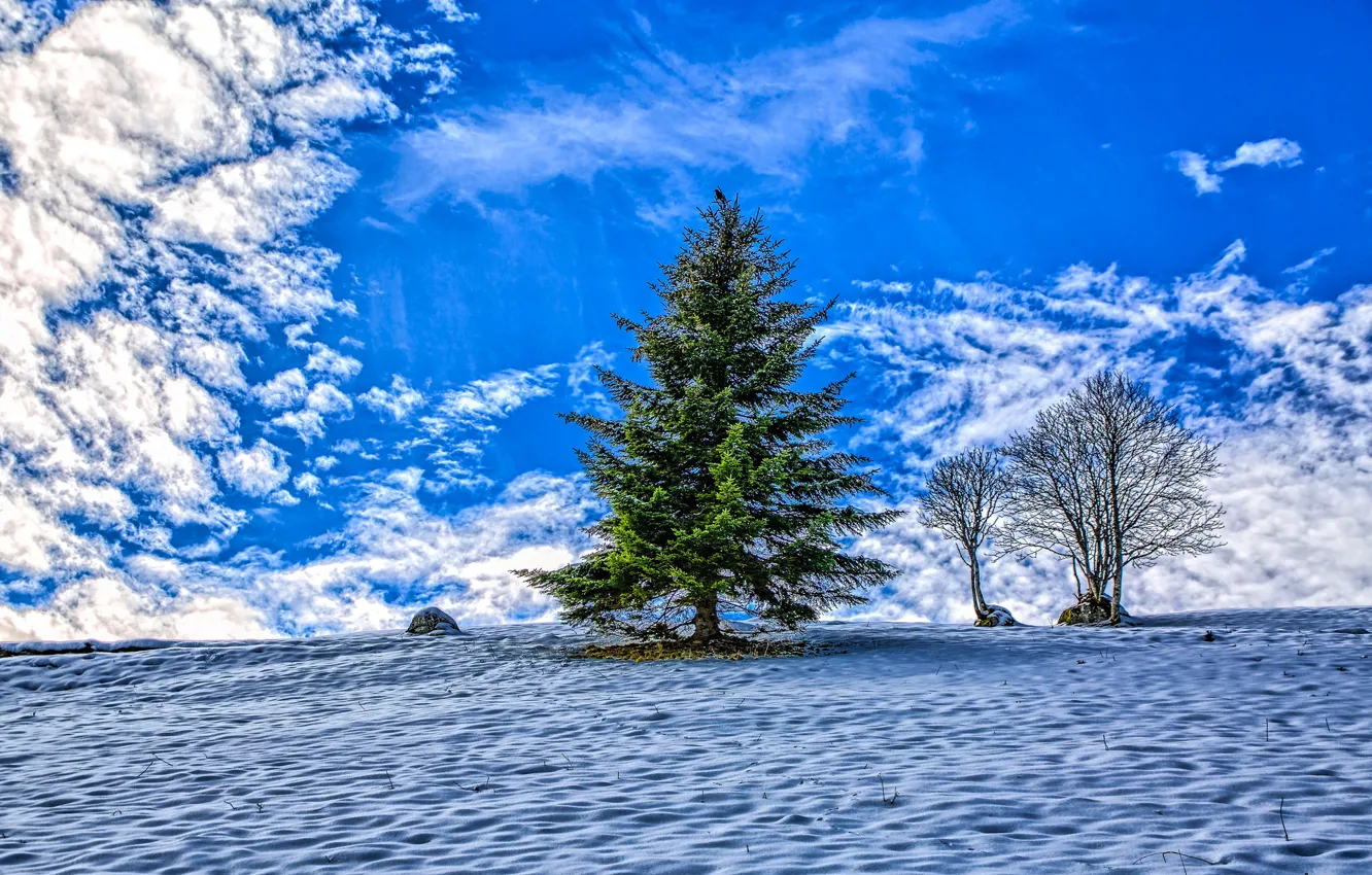Photo wallpaper winter, the sky, clouds, tree, tree, spruce