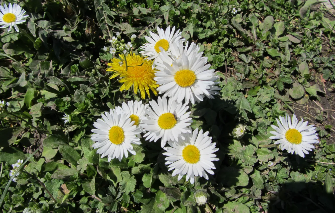 Photo wallpaper nature, flowers, spring