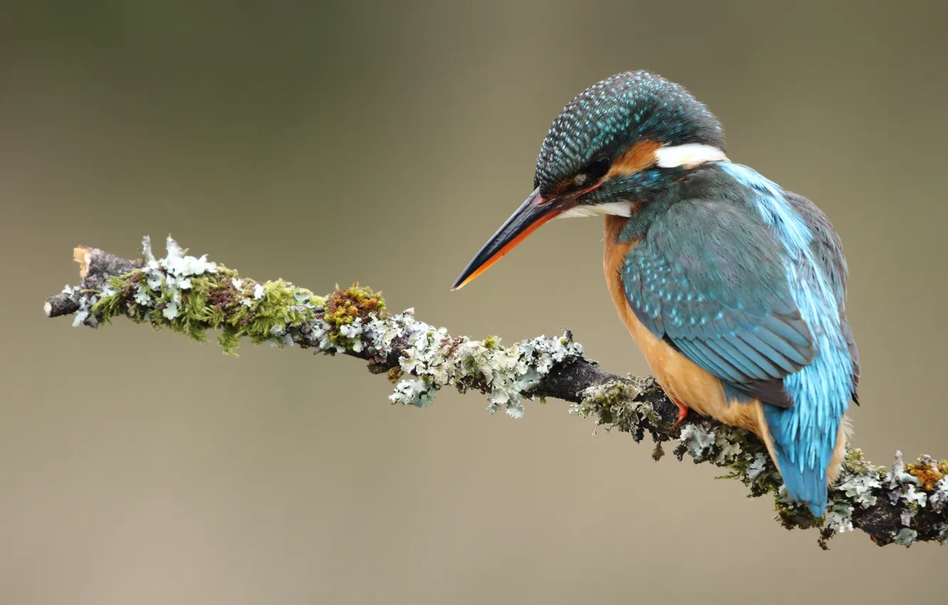Photo wallpaper grey, background, bird, branch, bird, blue, Kingfisher, bright plumage