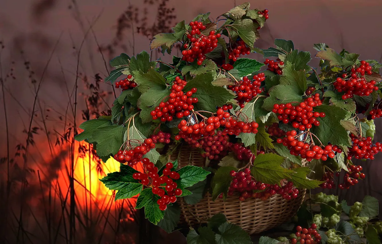 Photo wallpaper basket, dawn, Kalina
