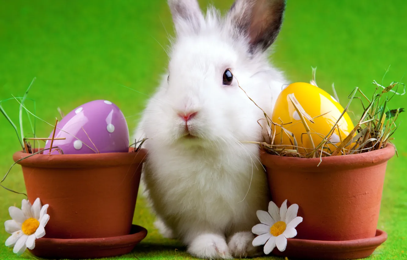 Photo wallpaper egg, Daisy, rabbit, Easter, pot, easter