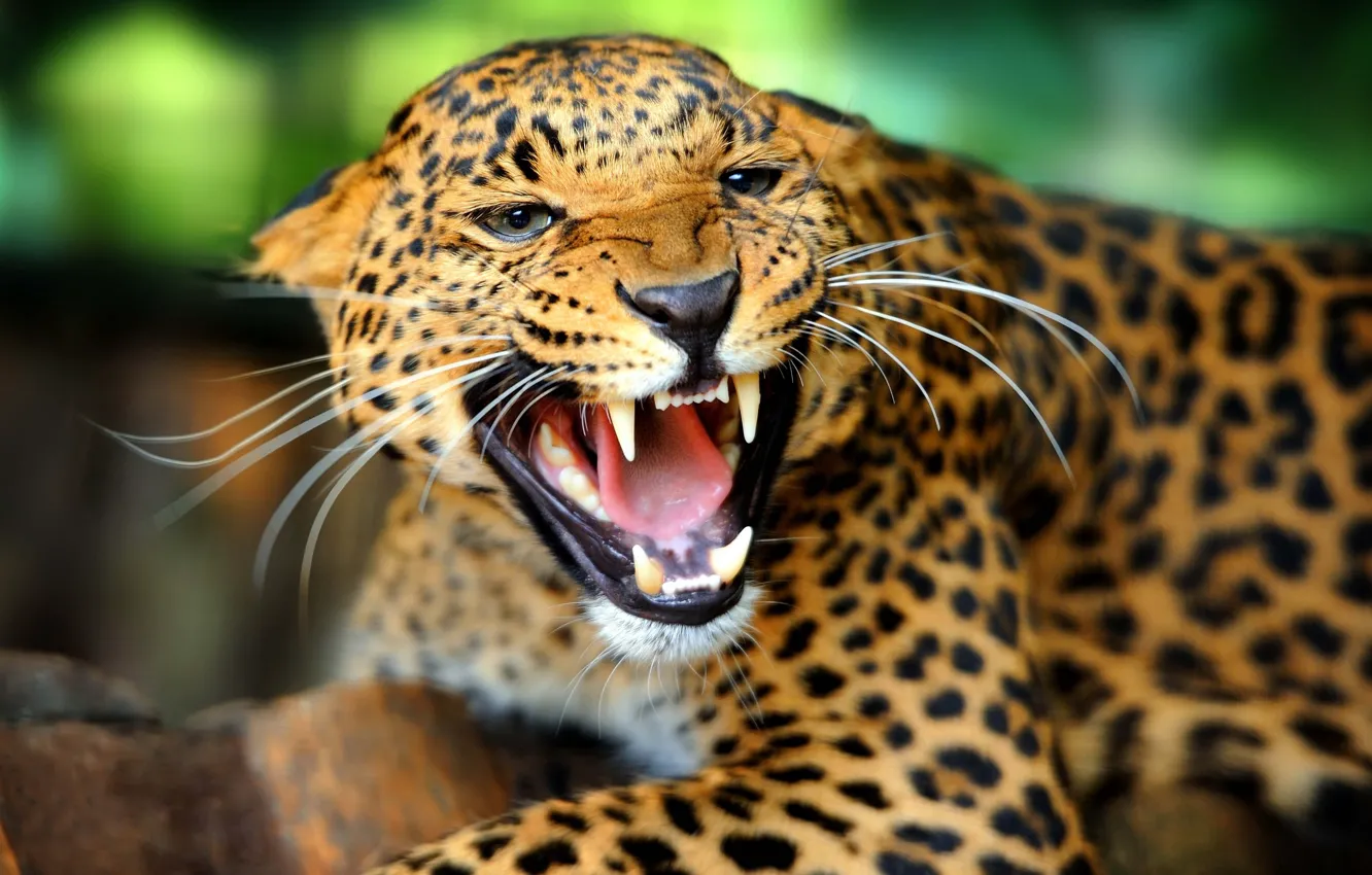 Photo wallpaper face, anger, rage, mouth, leopard, fangs, grin, wild cat