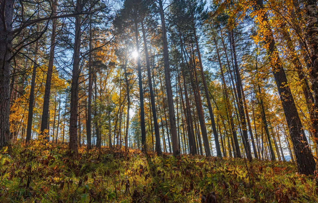 Photo wallpaper autumn, forest, the sun