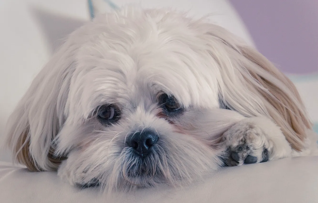 Photo wallpaper look, face, dog, Lhasa Apso