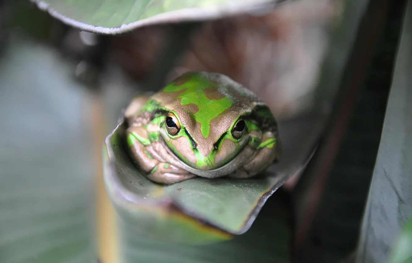 Photo wallpaper look, plant, frog