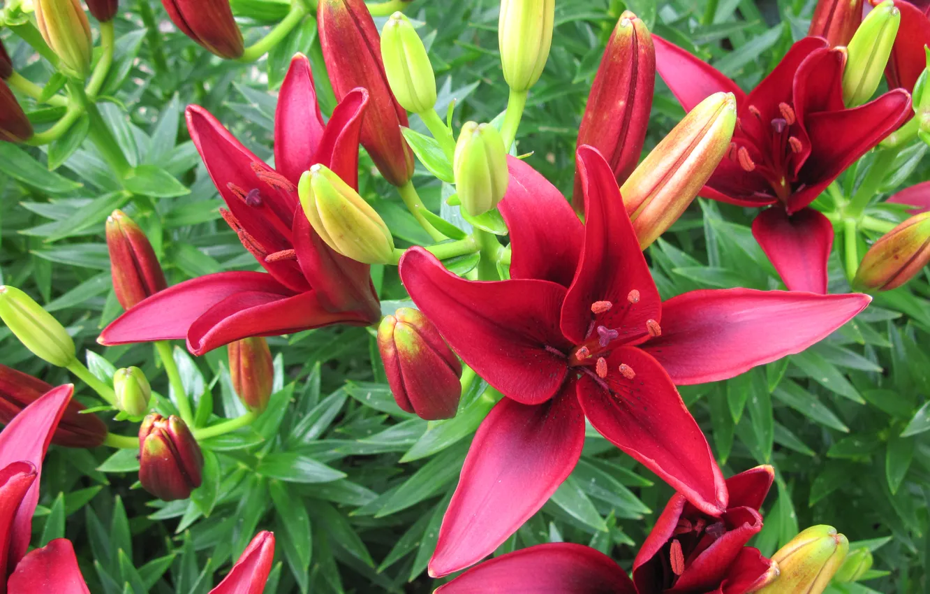 Photo wallpaper leaves, nature, Lily, petals