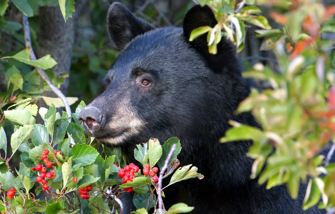 Photo wallpaper face, branches, berries, bear
