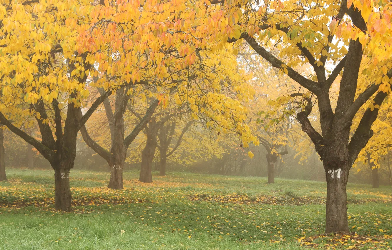 Photo wallpaper autumn, trees, nature, fog, Park, foliage, Nature, trees