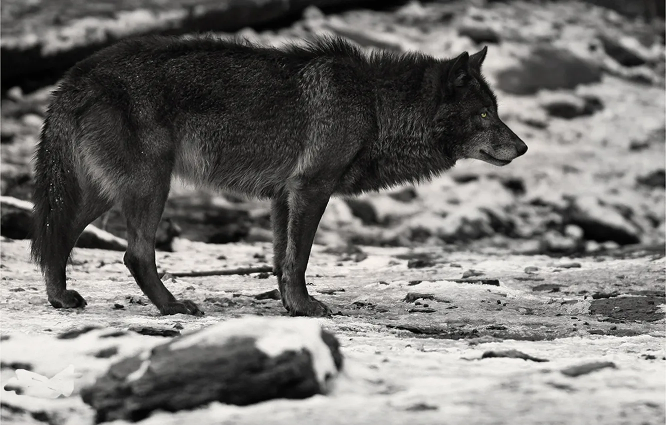 Photo wallpaper nature, Gray Wolf, face, animal, wolf, canis lupus, wildlife, head