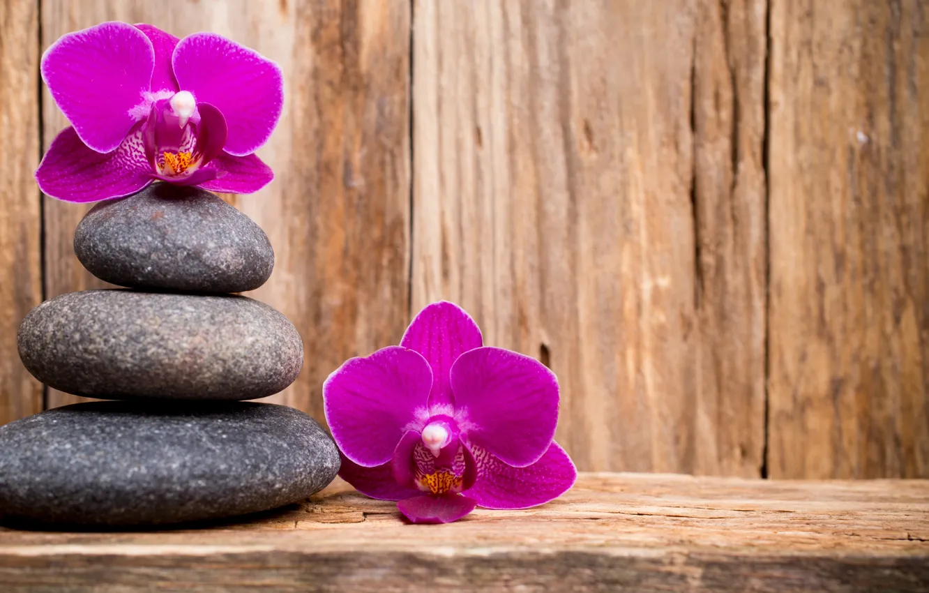 Photo wallpaper stones, wood, Orchid, flowers, orchid