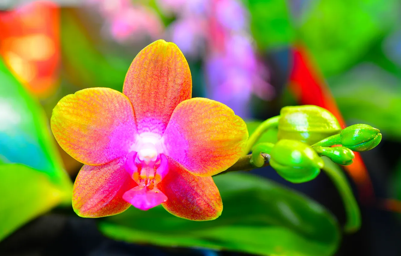 Photo wallpaper leaves, macro, petals, Orchid