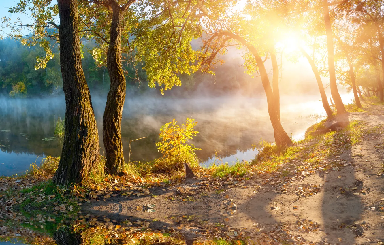 Photo wallpaper autumn, the sun, trees, fog, lake